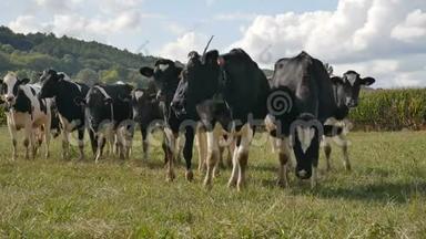 荷斯坦奶牛在夏日暖阳时节放牧